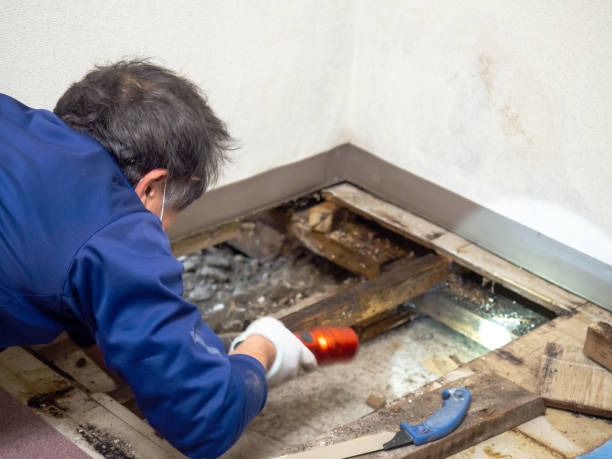 Crawl Space Mold Removal in Branchville, SC