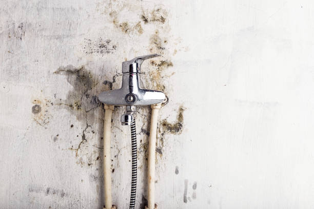 Best Toxic Mold Removal  in Branchville, SC