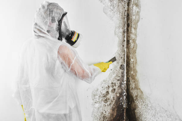 Best Same-Day Mold Removal  in Branchville, SC
