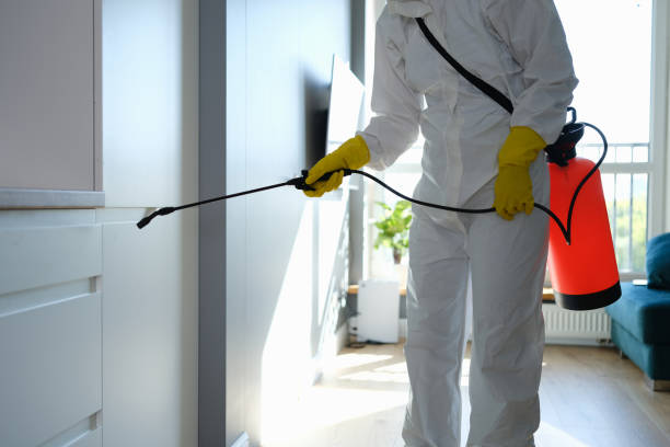 Best Mold Damage Repair  in Branchville, SC