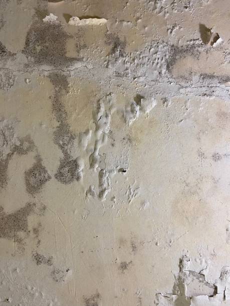 Best Fast Mold Removal  in Branchville, SC