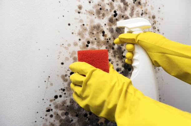 Best Professional Mold Removal  in Branchville, SC