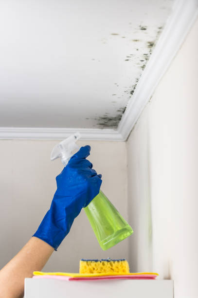 Best Crawl Space Mold Removal  in Branchville, SC