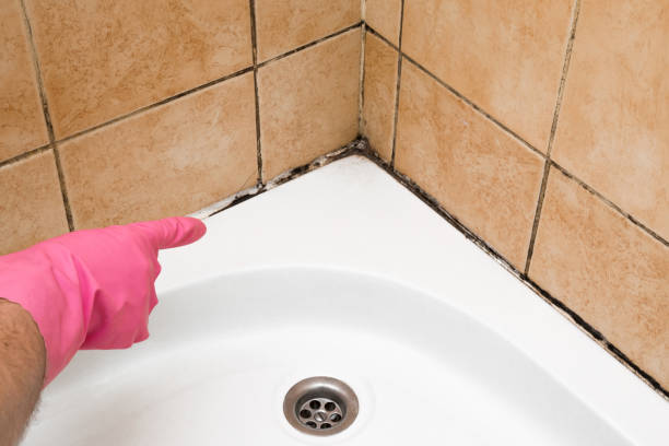 Mold Removal Process in Branchville, SC